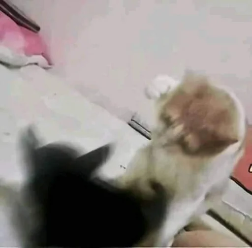 🐈 Стикер «kucing» для Telegram