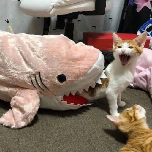 🐈 Стикер «kucing» для Telegram