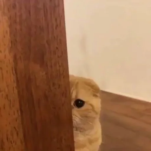 🐈 Стикер «kucing» для Telegram