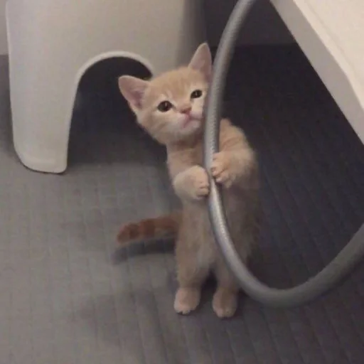 🐈 Стикер «kucing» для Telegram