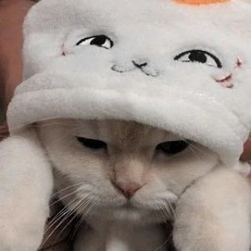 🐈 Стикер «kucing» для Telegram