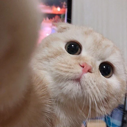 🐈 Стикер «kucing» для Telegram