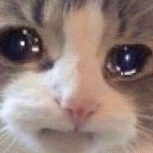 🐈 Стикер «kucing» для Telegram