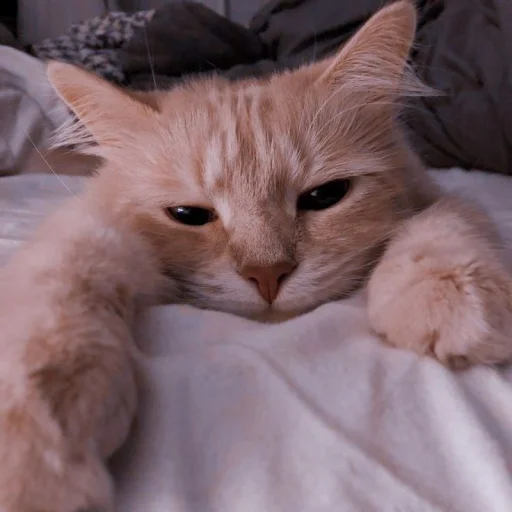 🐈 Стикер «kucing» для Telegram