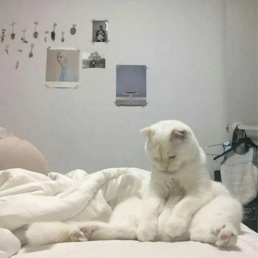 🐈 Стикер «kucing» для Telegram