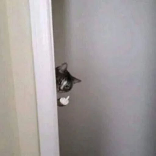 🐈 Стикер «kucing» для Telegram
