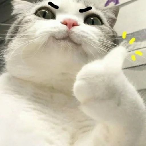 🐈 Стикер «kucing» для Telegram