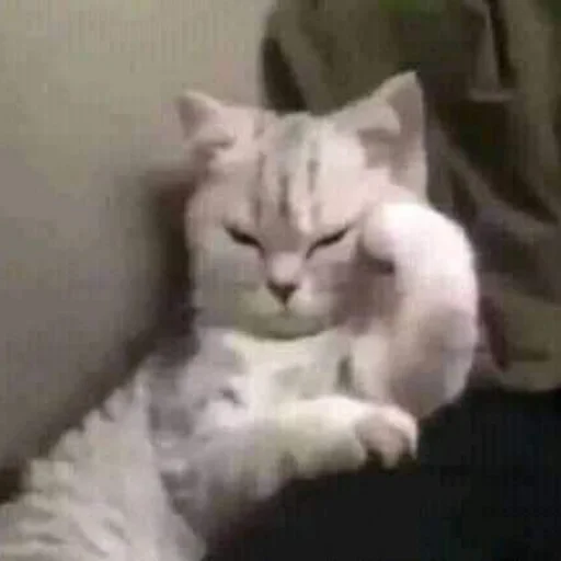 🐈 Стикер «kucing» для Telegram