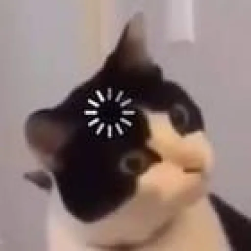 🐈 Стикер «kucing» для Telegram