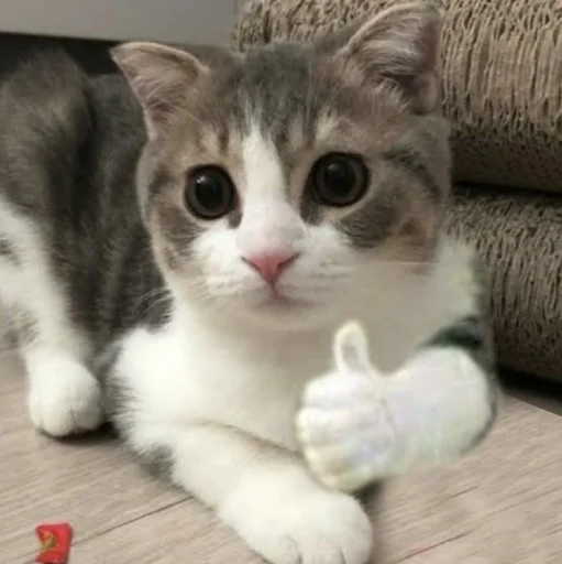 🐈 Стикер «kucing» для Telegram