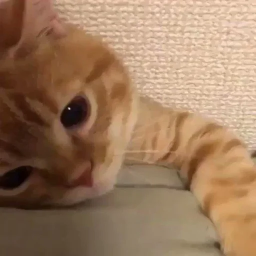 🐈 Стикер «kucing» для Telegram