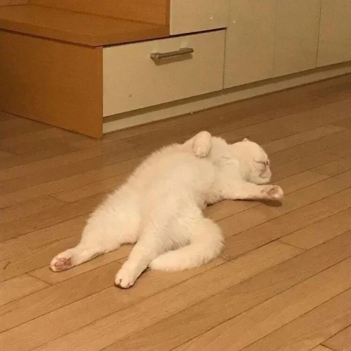 🐈 Стикер «kucing» для Telegram