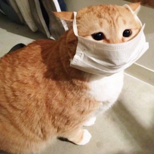 🐈 Стикер «kucing» для Telegram