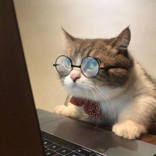 🐈 Стикер «kucing» для Telegram