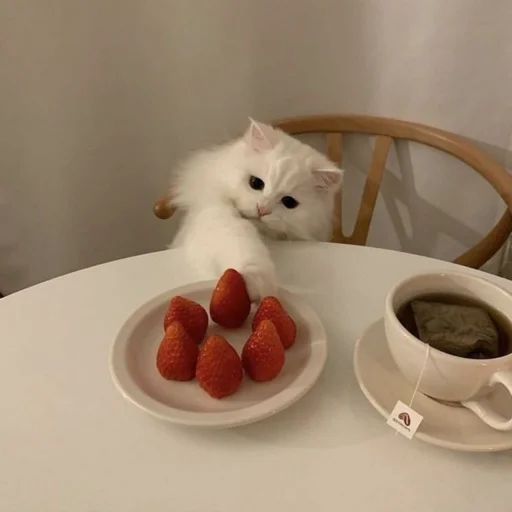 🐈 Стикер «kucing» для Telegram
