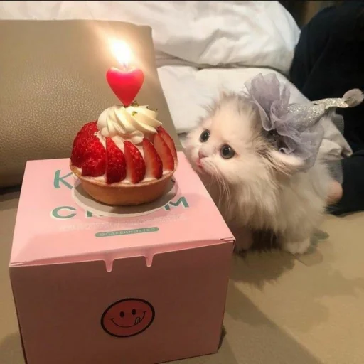 🐈 Стикер «kucing» для Telegram