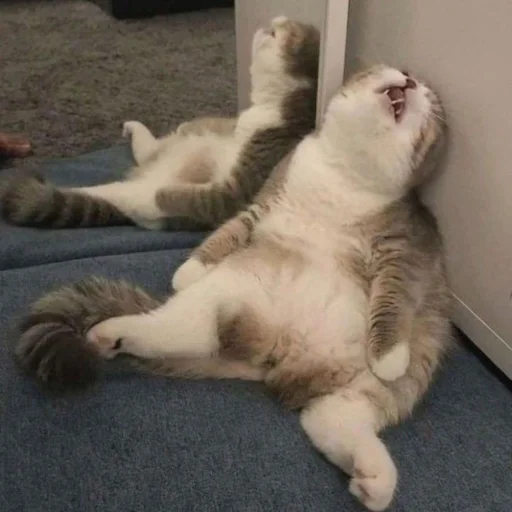 🐈 Стикер «kucing» для Telegram