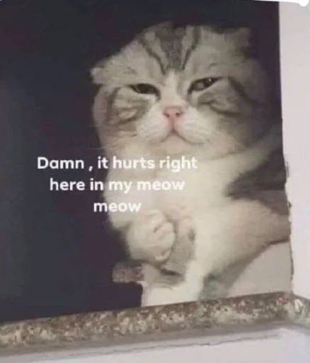 🐈 Стикер «kucing» для Telegram