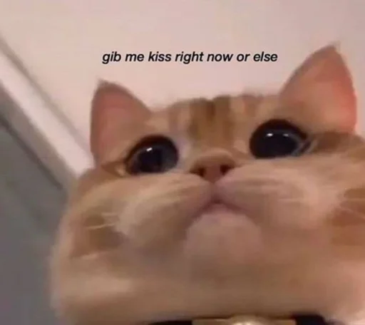 🐈 Стикер «kucing» для Telegram