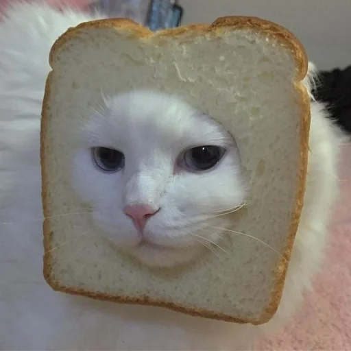 Стикерпак kucing для Telegram