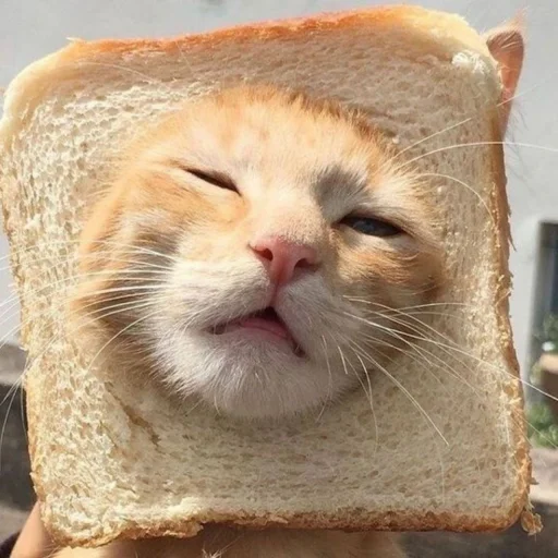 🐈 Стикер «kucing» для Telegram