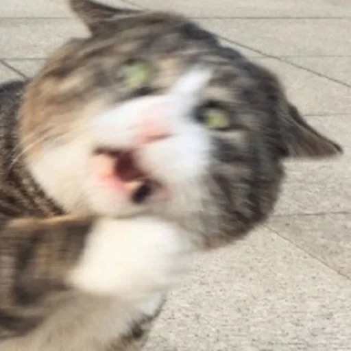 🐈 Стикер «kucing» для Telegram