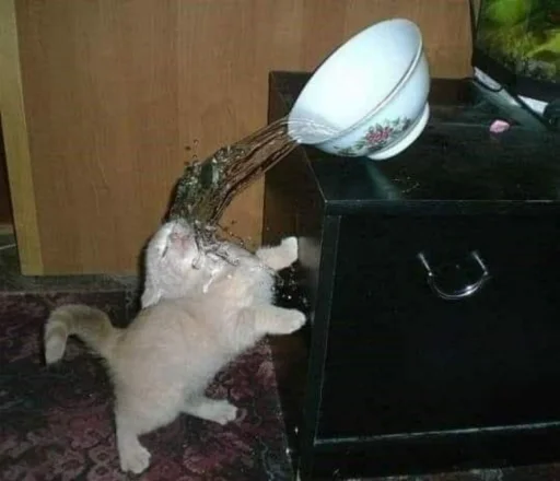 🐈 Стикер «kucing» для Telegram