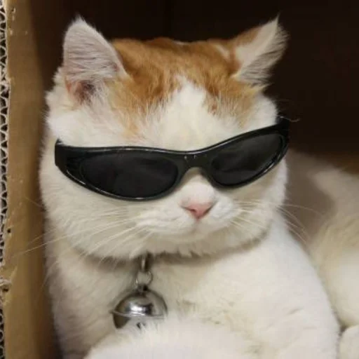 🐈 Стикер «kucing» для Telegram