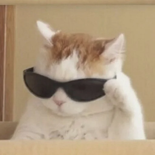 🐈 Стикер «kucing» для Telegram