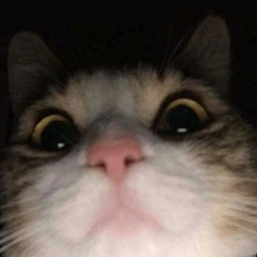 🐈 Стикер «kucing» для Telegram