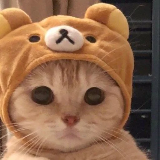 🐈 Стикер «kucing» для Telegram