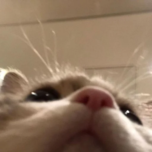 🐈 Стикер «kucing» для Telegram