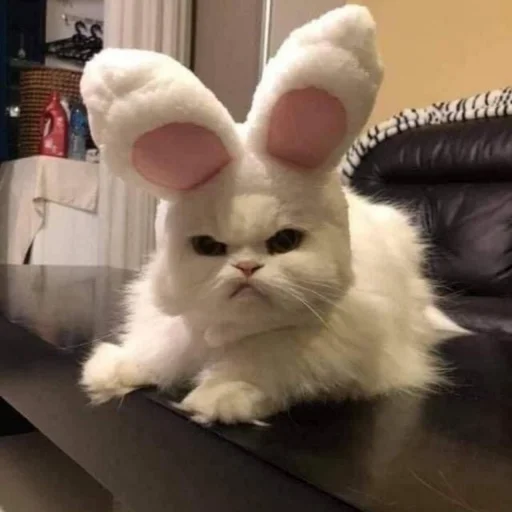 🐈 Стикер «kucing» для Telegram