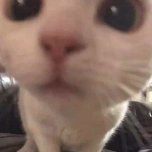 🐈 Стикер «kucing» для Telegram