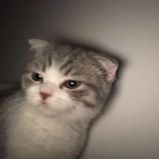🐈 Стикер «kucing» для Telegram