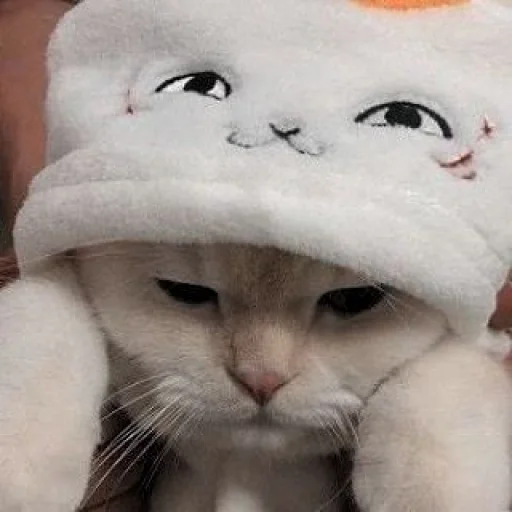 🐈 Стикер «kucing» для Telegram