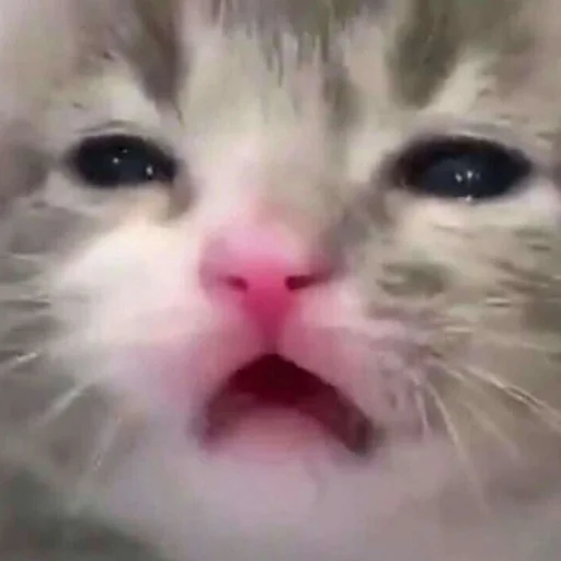 🐈 Стикер «kucing» для Telegram