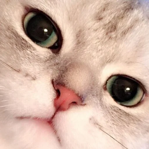 🐈 Стикер «kucing» для Telegram