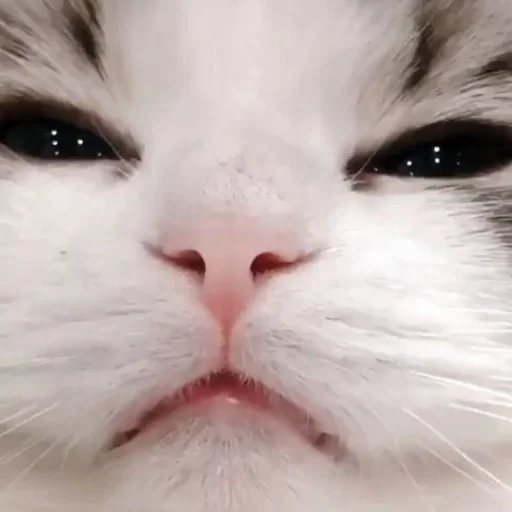 🐈 Стикер «kucing» для Telegram