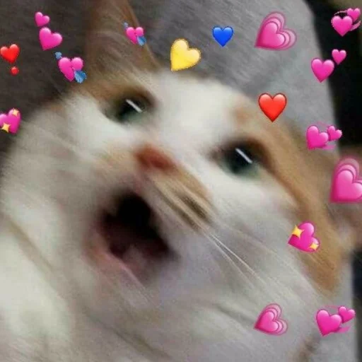 🐈 Стикер «kucing» для Telegram
