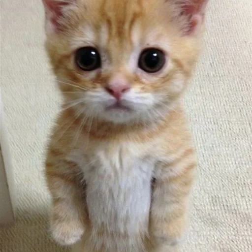 🐈 Стикер «kucing» для Telegram