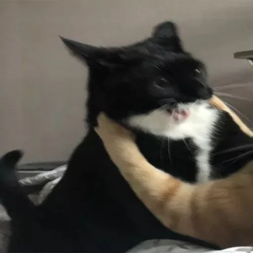 🐈 Стикер «kucing» для Telegram