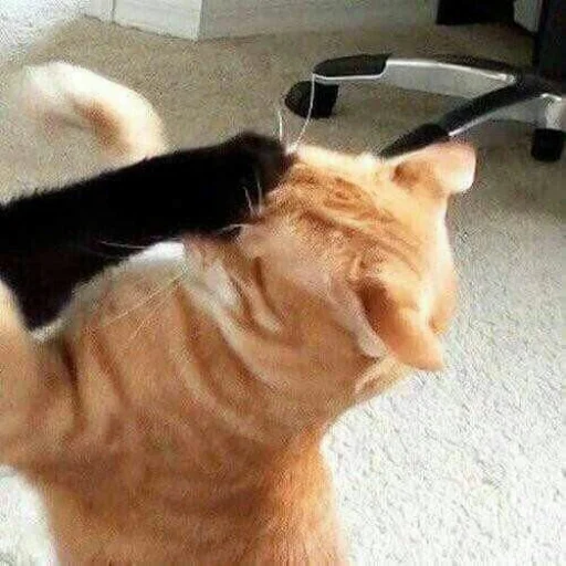 🐈 Стикер «kucing» для Telegram