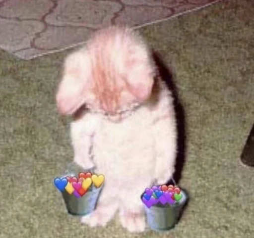 🐈 Стикер «kucing» для Telegram
