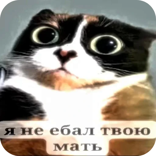 🐱 Стикер «Куки» для Telegram