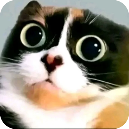 🐱 Стикер «Куки» для Telegram