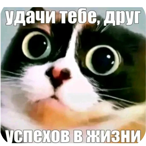🐱 Стикер «Куки» для Telegram