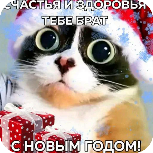 🐱 Стикер «Куки» для Telegram