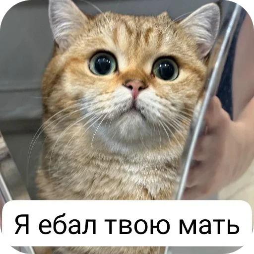 🐱 Стикер «Куки» для Telegram