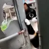 Стикер 9 Куки кот